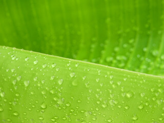 Sticker - water drops on green banana leaf texture after rain