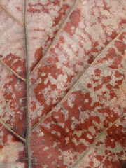 Sticker - dry brown leaf texture ( teak leaf )