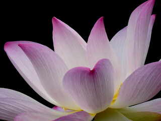 Wall Mural - pink sacred lotus ( Nelumbo nucifera ) flower blooming on black background