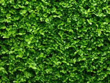 Green Leaf Bush Wall In Garden