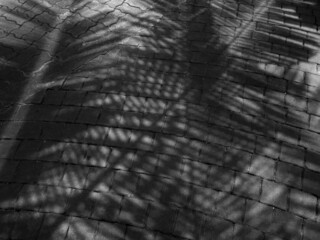  shadow of palm leaf on the floor texture