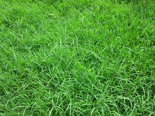 Canvas Print - tall green grass cover on the ground