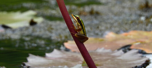 Poster - Green paddy frog ( Hylarana erythraea ) on stalk of lotus in the pond