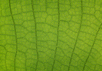 Poster - close up vein of green teak leaf texture