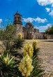 Blooming Yucca Cactus and The Mission San José, San Antonio Missions National Historical Park, San Antonio, Texas, USA