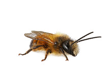 Male Wild Bee, Osmia Bicornis Or Red Mason Bee Isolated On White Background
