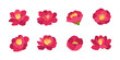 Set of camellia japonica blooming flowers illustration.