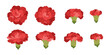 Set of red carnation blooming flowers illustration.