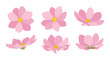 Set of pink cosmos blooming flowers illustration.