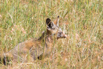 Sticker - Resting Bat-eared fox lying in the grass