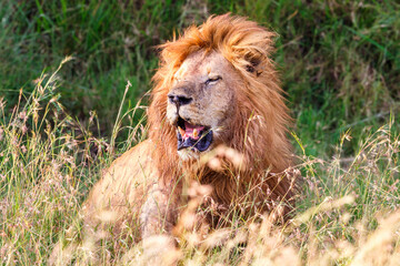 Canvas Print - Roaring lion high grass in the bush