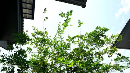 Wall Mural - View under tree branches with green leaves on isolated sky background in sunny day, bird flying around the tree, vintage larntern hanging ,modern roof house nearby the tree.