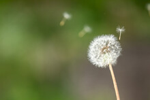 Dandelion Spores Are Blown In The Wind