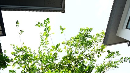 Wall Mural - Tilt shot concept under tree branches with green leaves on isolated sky background in sunny day, bird flying around the tree, vintage larntern hanging ,modern roof house nearby the tree.