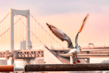 Close Of Of Black-headed Gull Or Yurikamome With Winter Plumage At Rainbow Bridge, One Of The Most Famous Landmark In Tokyo Area