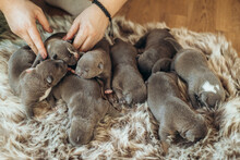 Raising American Bully Puppies. Several Cute Newborn Blue Bully Puppies Are Sleeping On A Fluffy Bedspread.