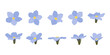 Set of Forget Me Not blooming flowers illustration.