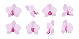 Fototapeta Motyle - Set of pink orchid blooming flowers illustration.