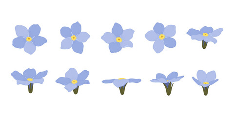 Wall Mural - Set of Forget Me Not blooming flowers illustration.