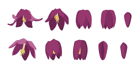 Wall Mural - Set of snake's head fritillary blooming flowers illustration.