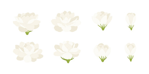 Wall Mural - Set of white jasmine blooming flowers illustration.