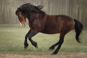 Wall Mural - Fee bay horse gallops across the field