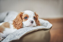 Portrait Of A Puppy Cavalier King Charles Spaniel On A Couch