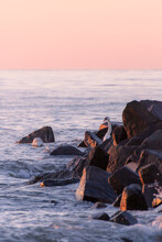 Sunset At Baltic Sea Shore And Swan Among The Rocks