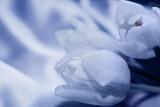 Fototapeta Tulipany - Bouquet of white tulips on a silk golden nude satin background, lavender photo processing.