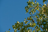 Fototapeta Zwierzęta - ptak sikora zwierzę natura drzewo niebo