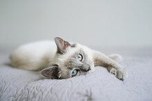 Cute Kitten With Blue Eye Lying In Bed. Fluffy Pet Comfortably Settled To Sleep         