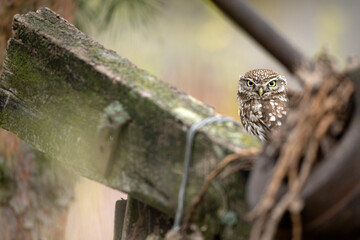 Wall Mural - Little owl ( Athene noctua ) close up