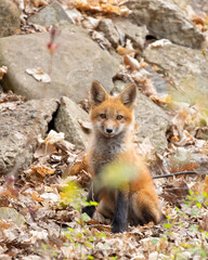 Poster - Red fox kit closeup in the leaves in springtime in Canada 