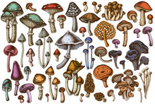 Forest Mushrooms Hand Drawn Vector Illustrations Collection. Colored Mushrooms, Fly Agaric, Blewit, Etc.