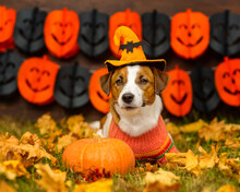 A Young Jack Russell Dog With A Witch's Hat On His Head Lies On Fallen Leaves In The Yard Dressed Up For Halloween Next To A Pumpkin. Happy Halloween Concept