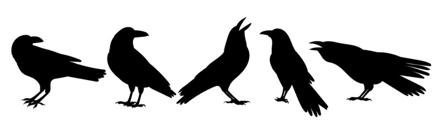 Wall Mural - crows silhouette, on white background, isolated, vector
