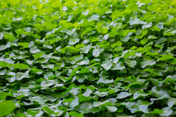 Side view of many round green leaves