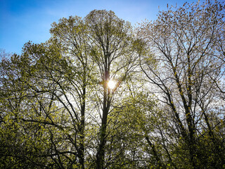 Wall Mural - View on a spring tree with setting sun