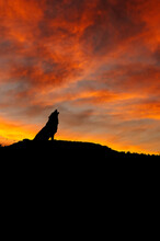 Wolf Howling On The Ridge At Sunset
