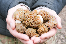 Three Young Spring Morel Mushrooms Grew Among Tall, Green Grass On A Sunny Day. Background. The Idea Of Mushroom Hunting, The Hobby Of Finding Mushrooms. Forest Walks. Active Rest. High Quality Photo