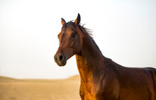 Portrait Of An Arabian Stallion On The Background Of The Desert Close-up