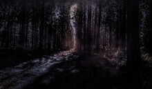 Dark Scary Foggy Pine Forest - Eery Path - Scary Pine Dark Trees With Pathway