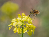 Fototapeta  - Bombylius major.An insect drinks nectar from a flower..Israel