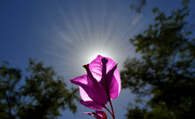 
Beautiful Flower Against Light In The Middle Of Spring In Chile