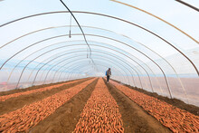 Farmers Are Spraying Fungicides On Sweet Potato Seeds In The Greenhouse, North China