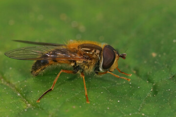 Closeup on a European hoverfly species, Epistrophe eligans sitting on a green leaf