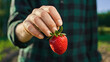 One Fresh strawberry in woman hand. Harvesting fresh strawberries in the field