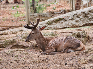 beautiful deer on a farm