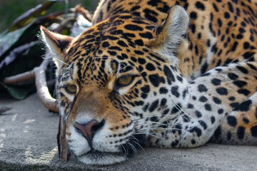 Wall Mural - Jaguar - Panthera onca