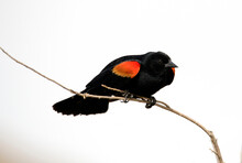 Red Winged Blackbird Against A High Key White Background With A Clear View Of The Yellow And Red In The Shoulder